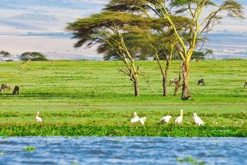 Hồ Naivasha - Kenya điểm đến không thể bỏ qua khi đến với Châu Phi